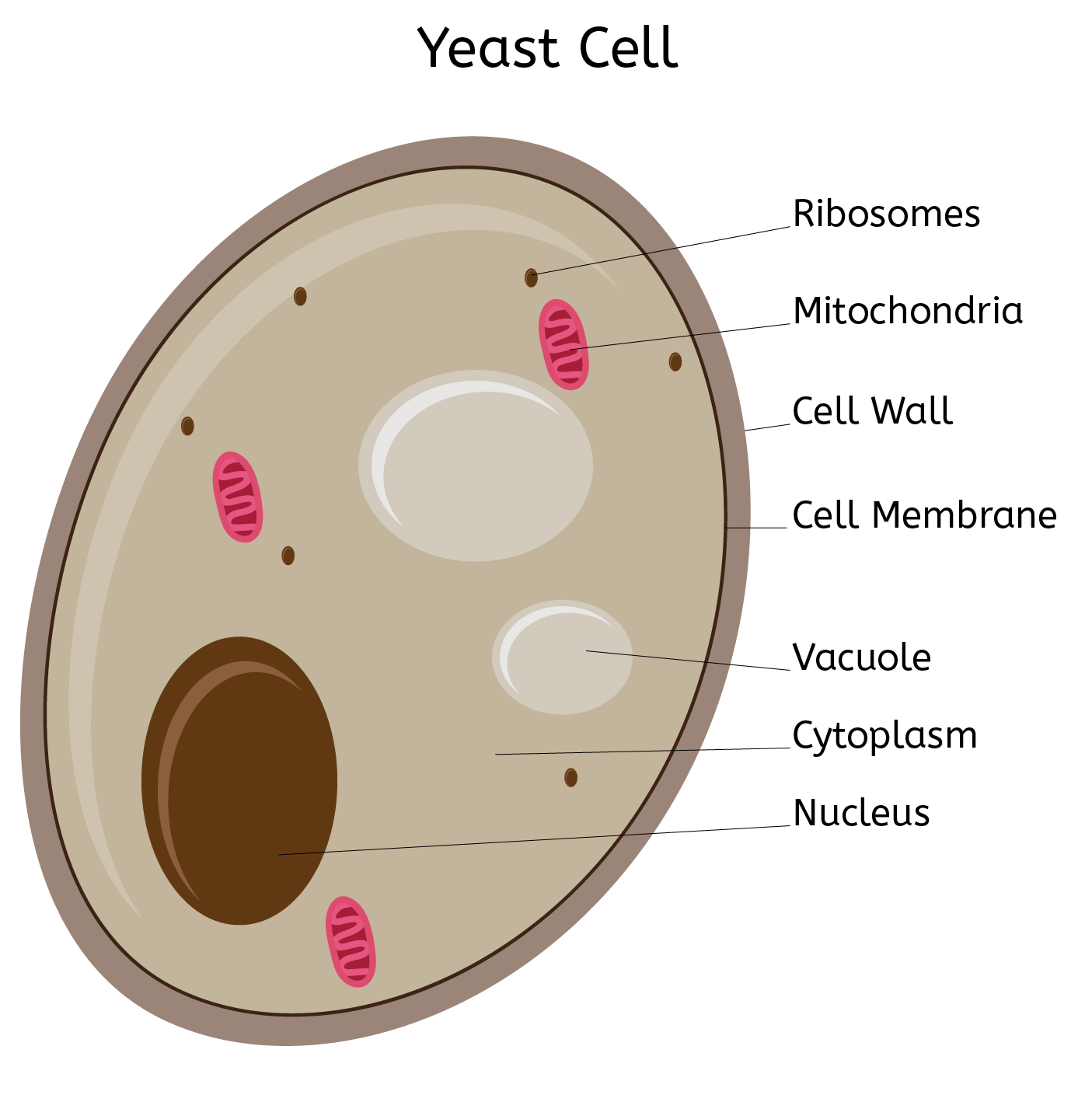 Yeast Cell Diagram Biology Diagrams